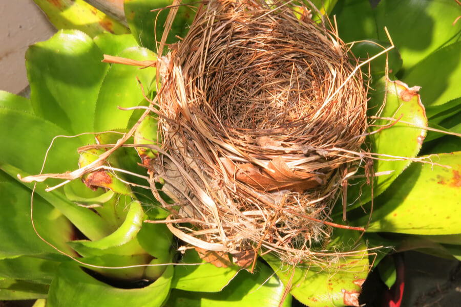 Detail Images Of Bird Nests Nomer 49