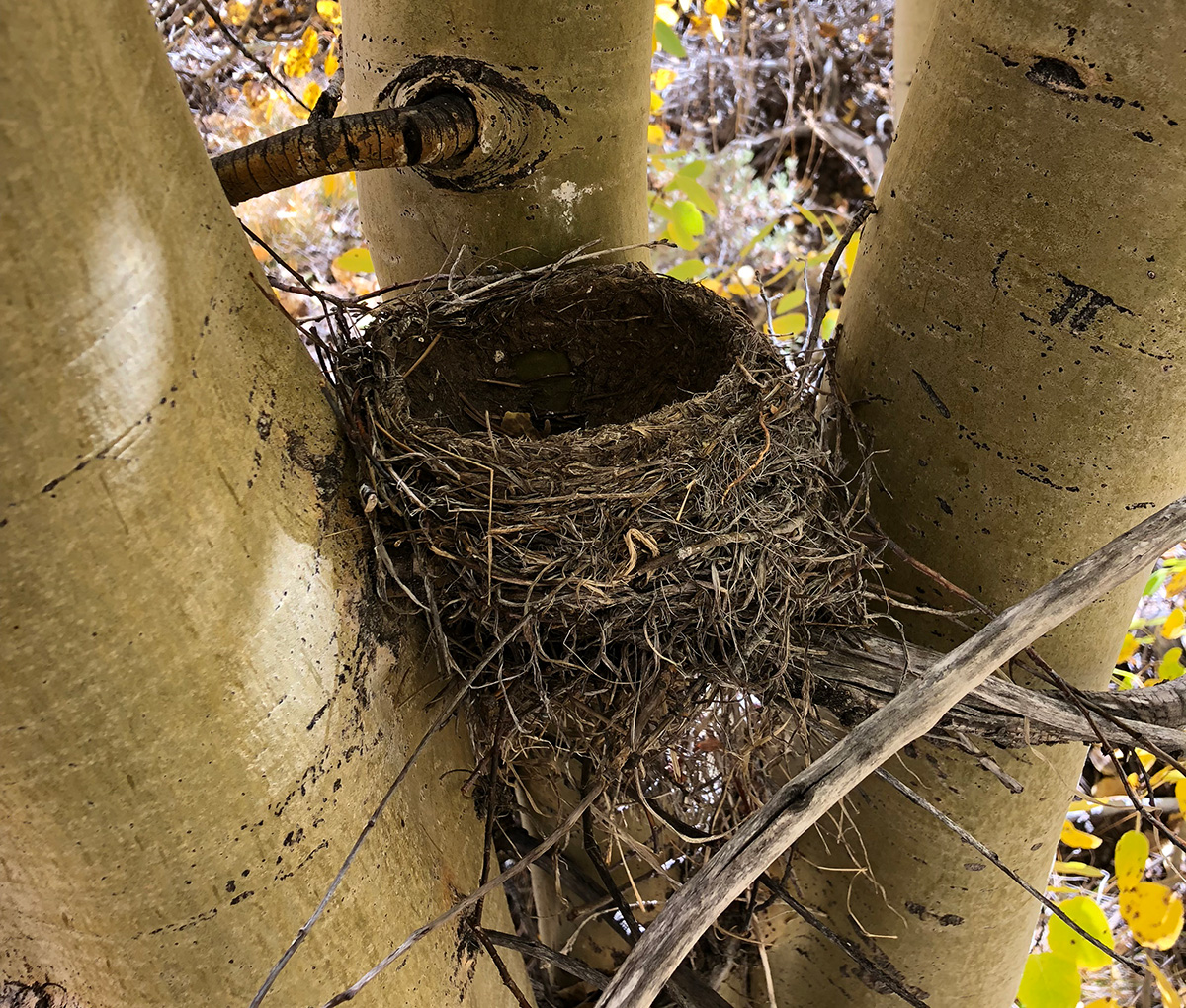 Detail Images Of Bird Nests Nomer 53