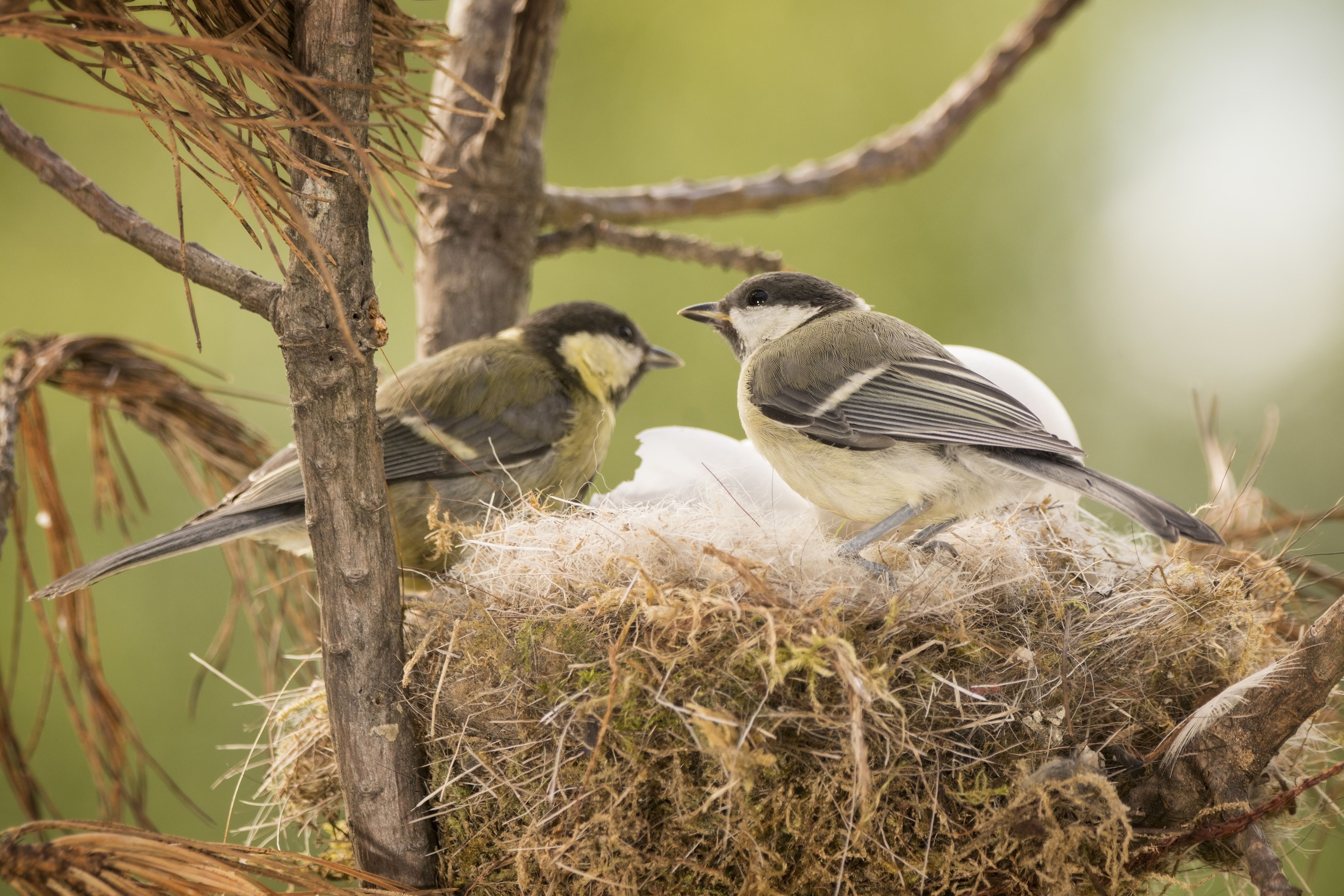 Detail Images Of Bird Nests Nomer 8