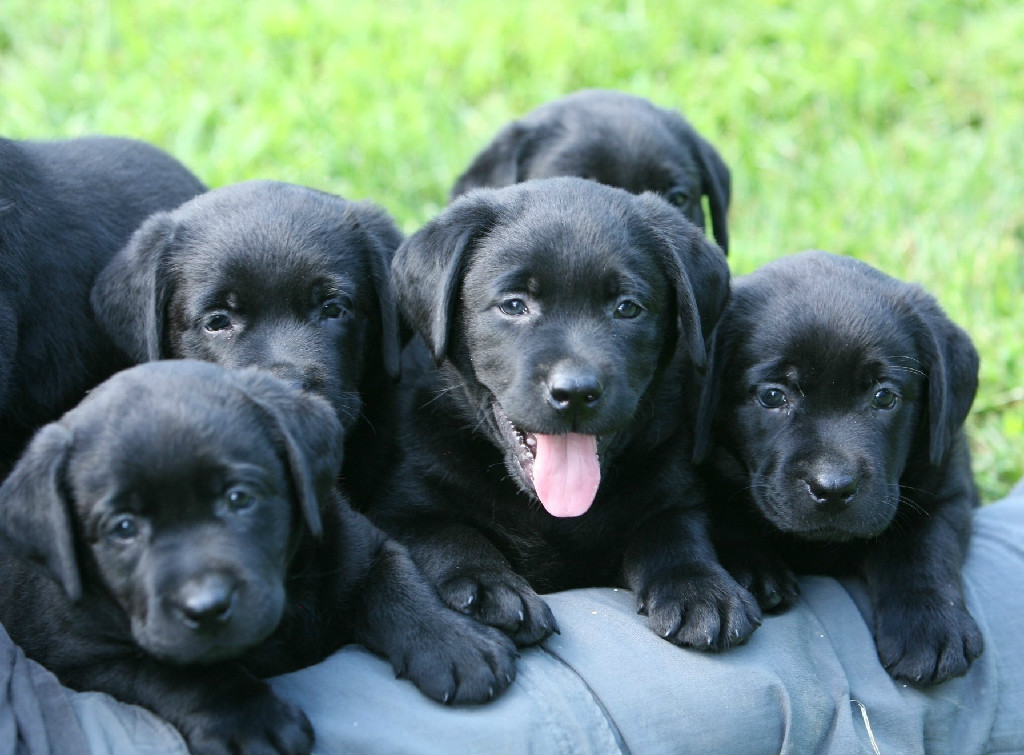 Detail Images Of Black Lab Puppies Nomer 21