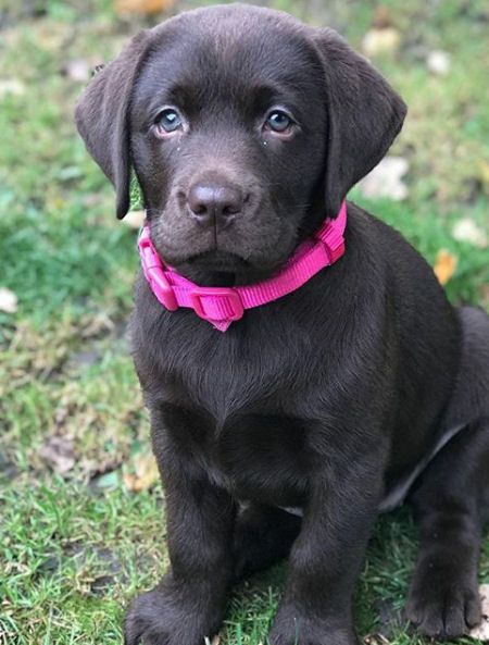 Detail Images Of Black Lab Puppies Nomer 22