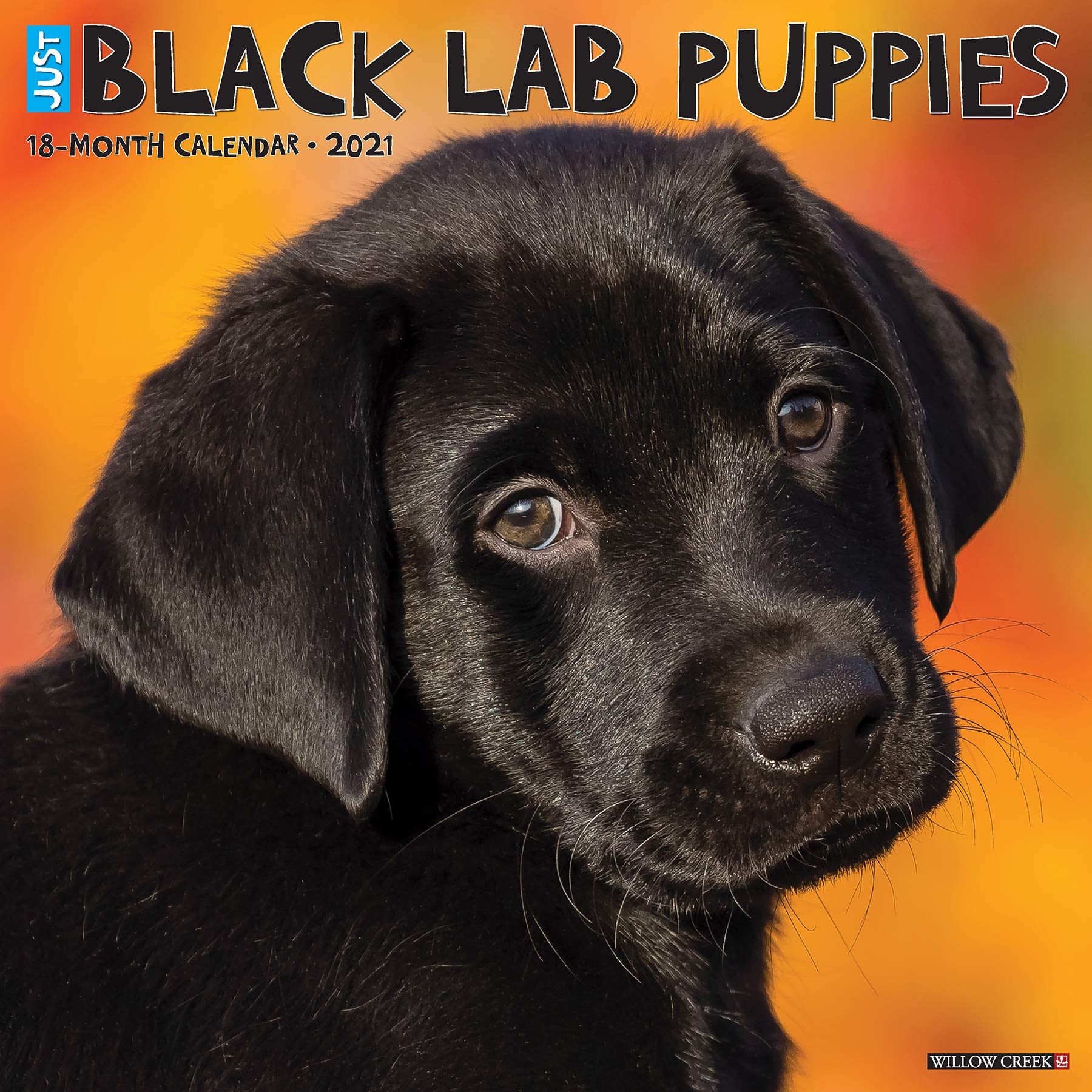 Detail Images Of Black Lab Puppies Nomer 35