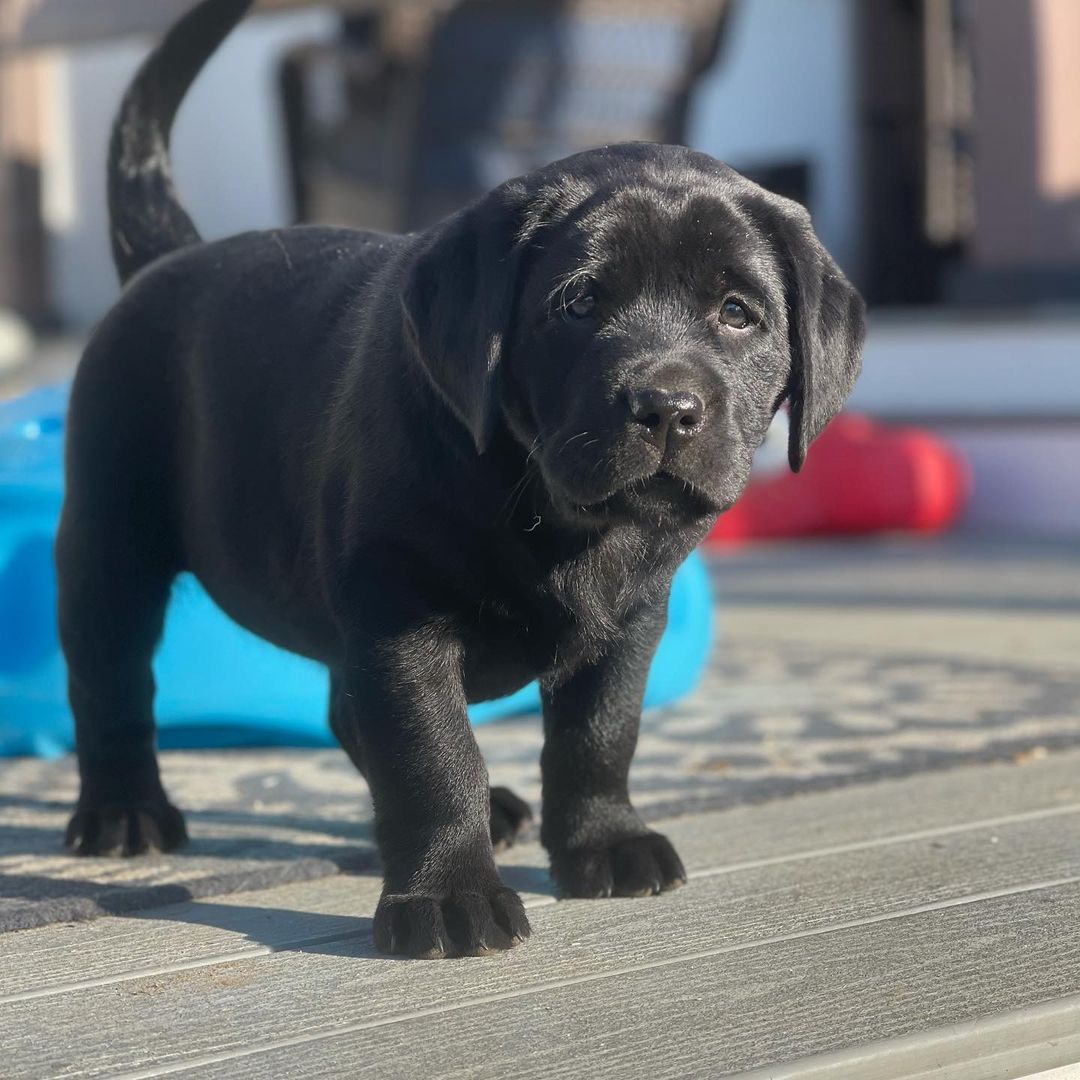 Detail Images Of Black Lab Puppies Nomer 36