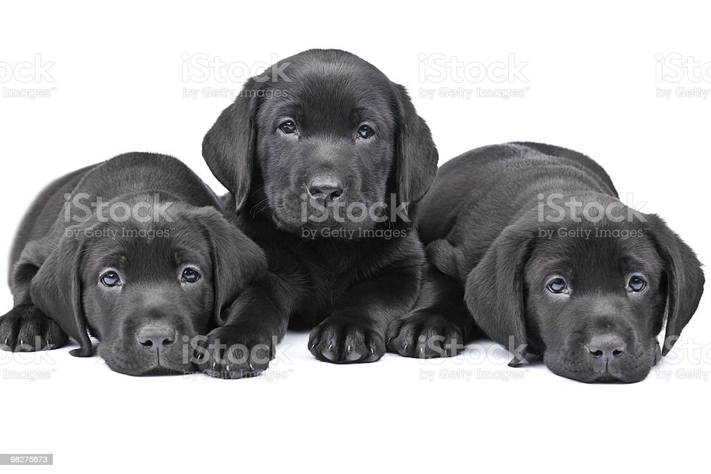 Detail Images Of Black Lab Puppies Nomer 39