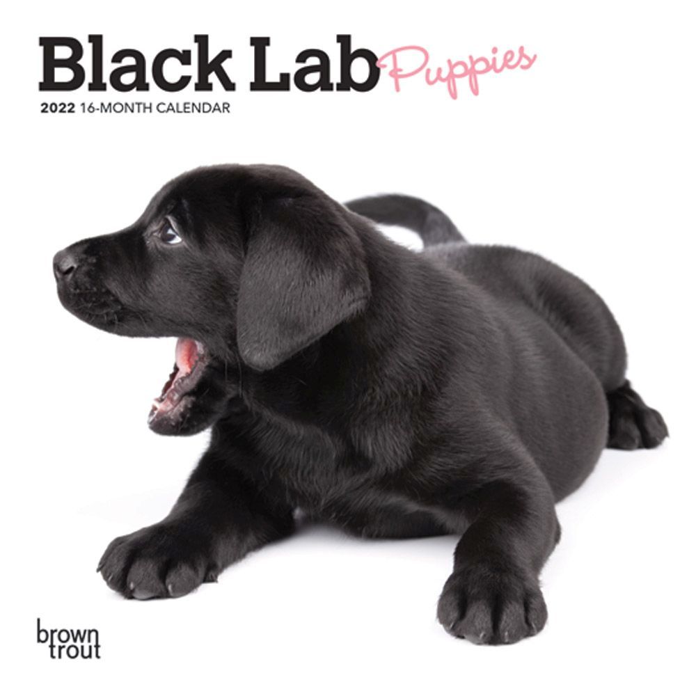 Detail Images Of Black Lab Puppies Nomer 52