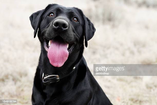 Detail Images Of Black Lab Puppies Nomer 54