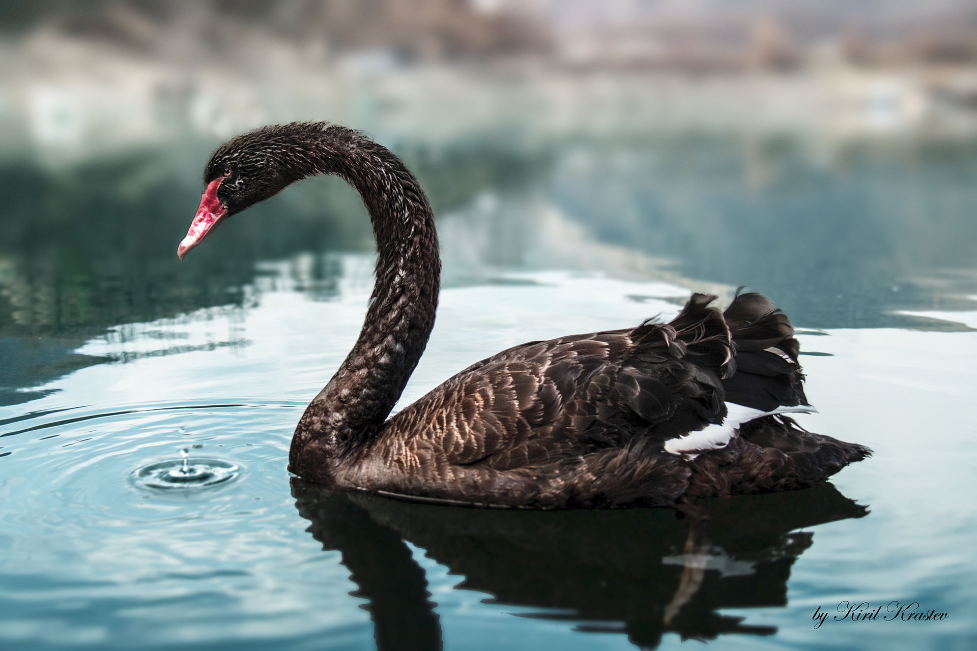 Detail Images Of Black Swans Nomer 13