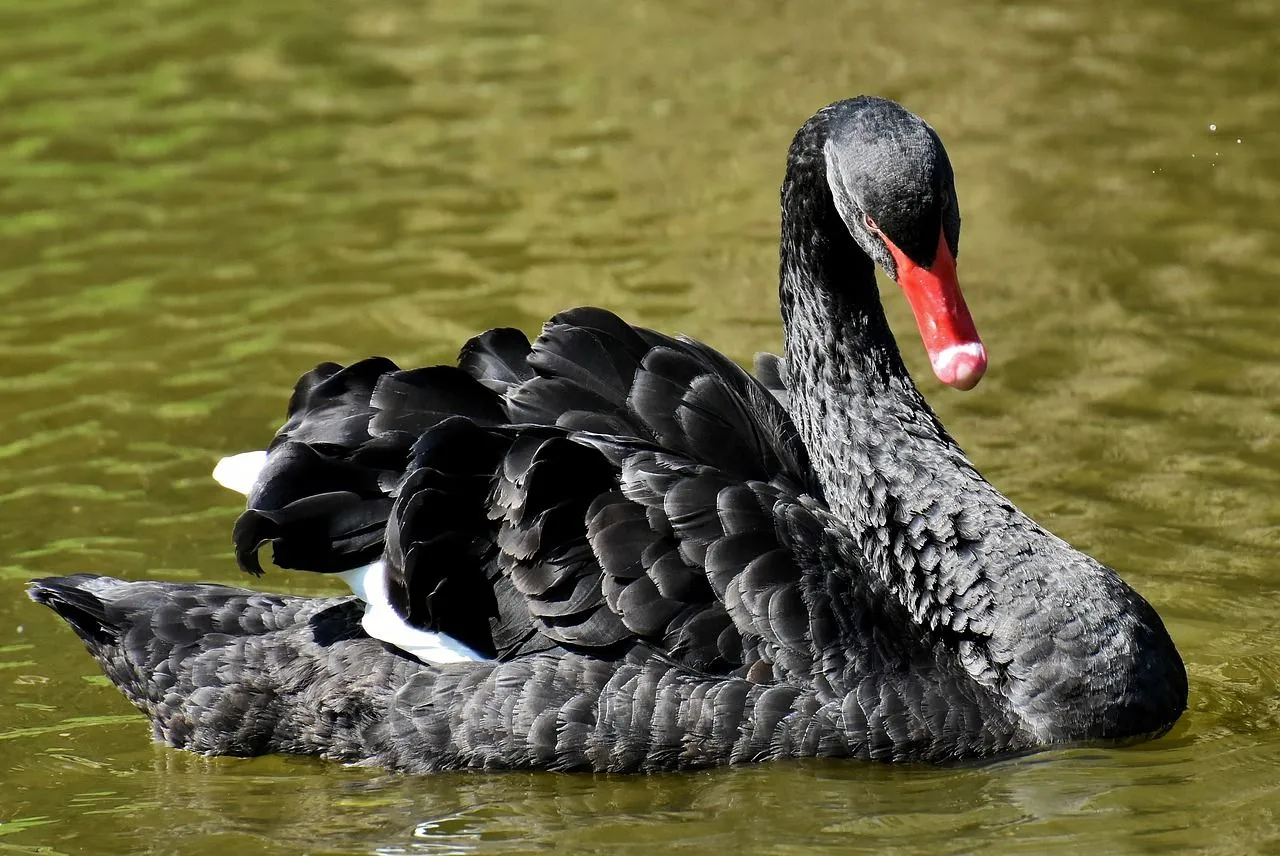 Detail Images Of Black Swans Nomer 14