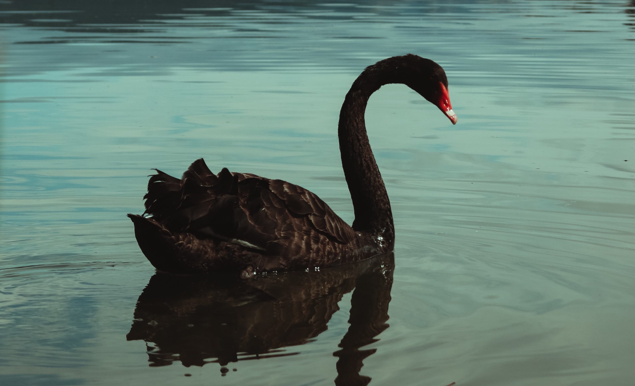 Detail Images Of Black Swans Nomer 15