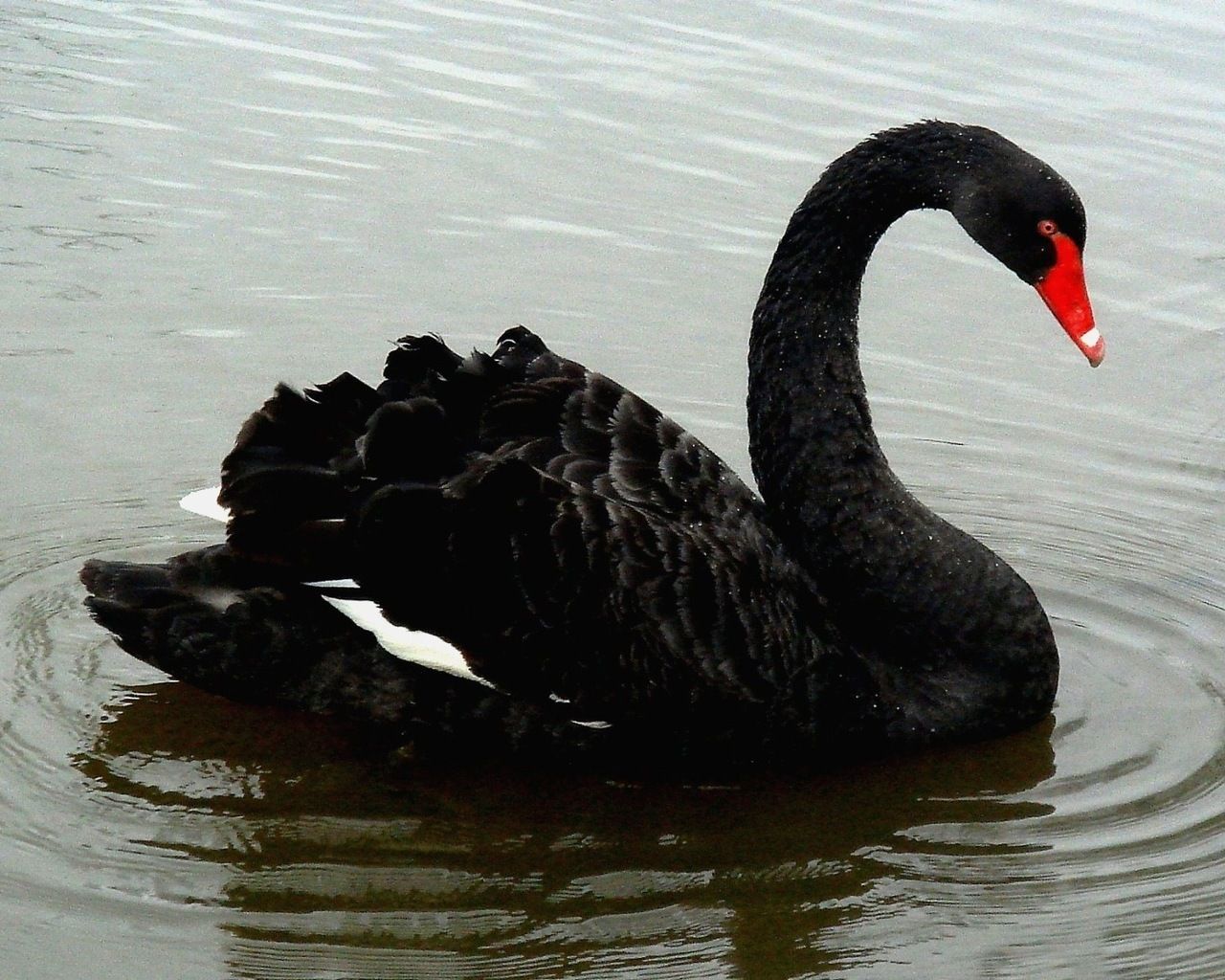 Detail Images Of Black Swans Nomer 20