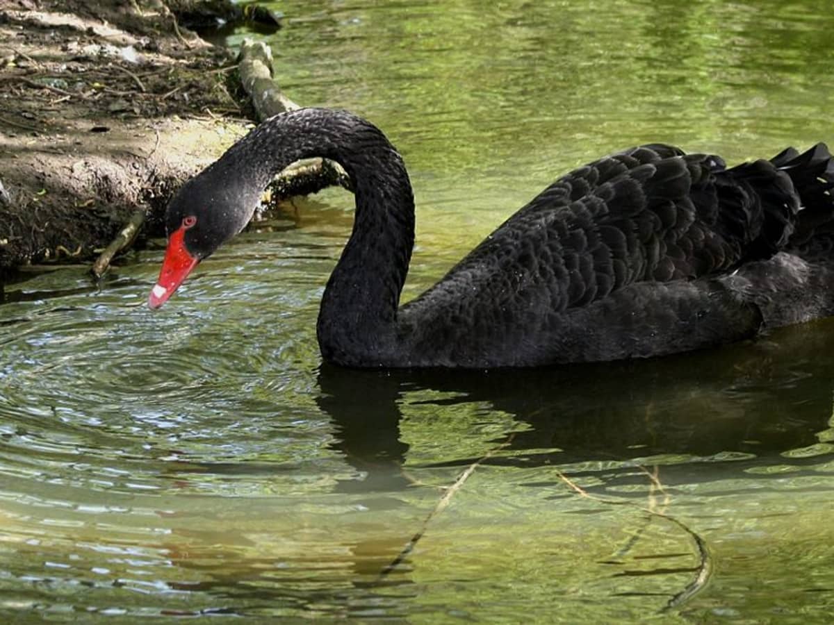 Detail Images Of Black Swans Nomer 21