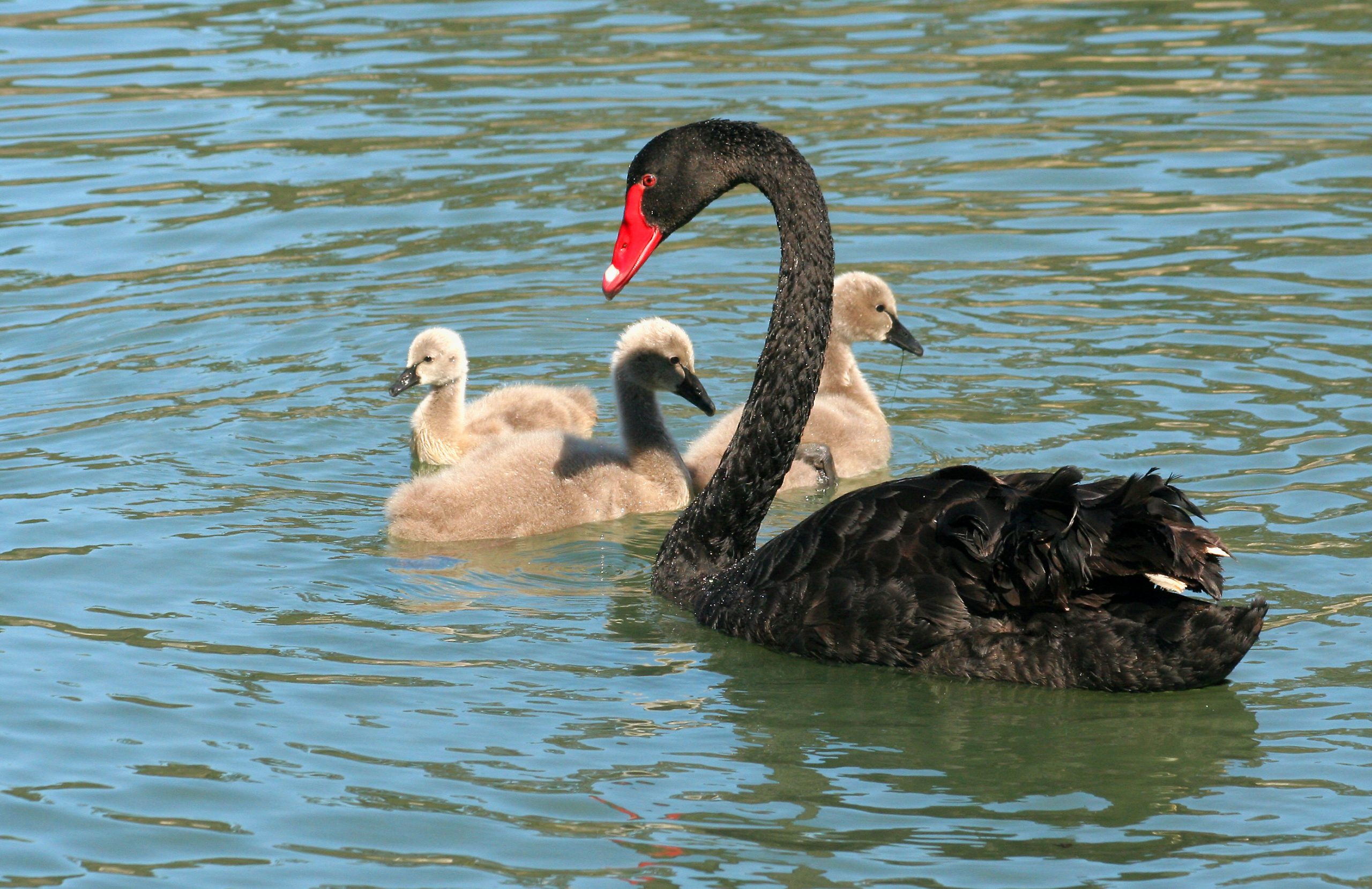 Detail Images Of Black Swans Nomer 25