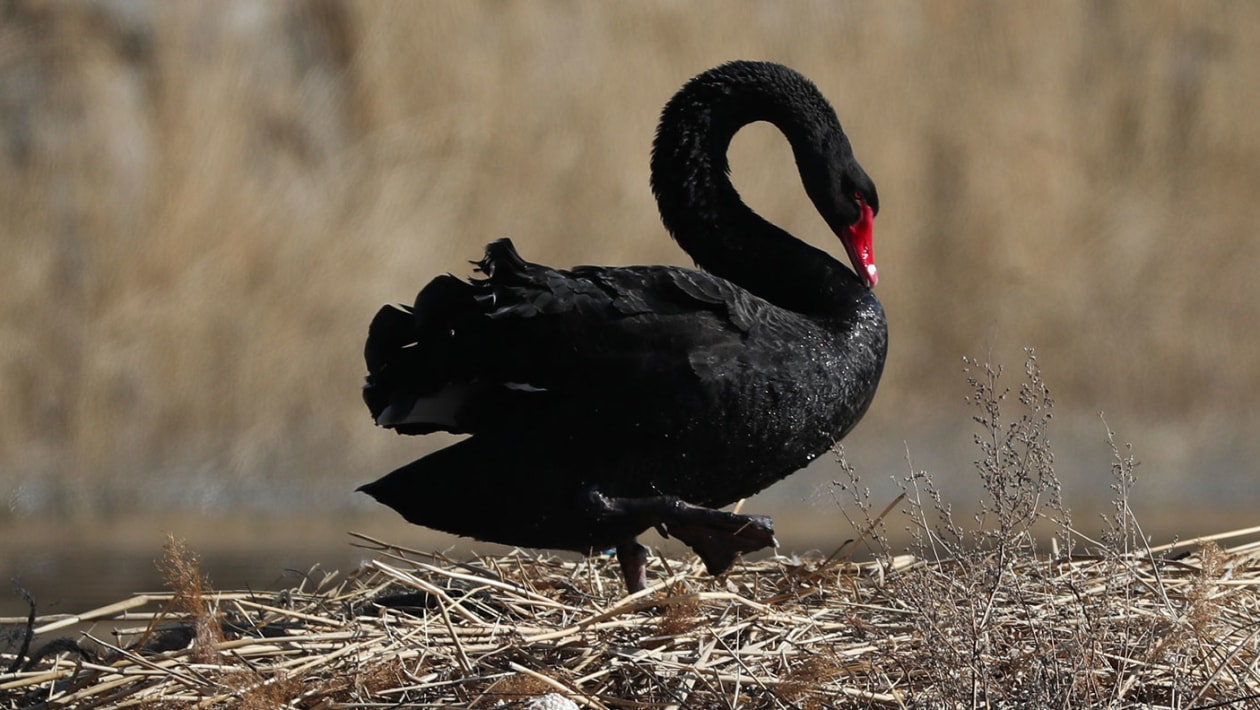 Detail Images Of Black Swans Nomer 27