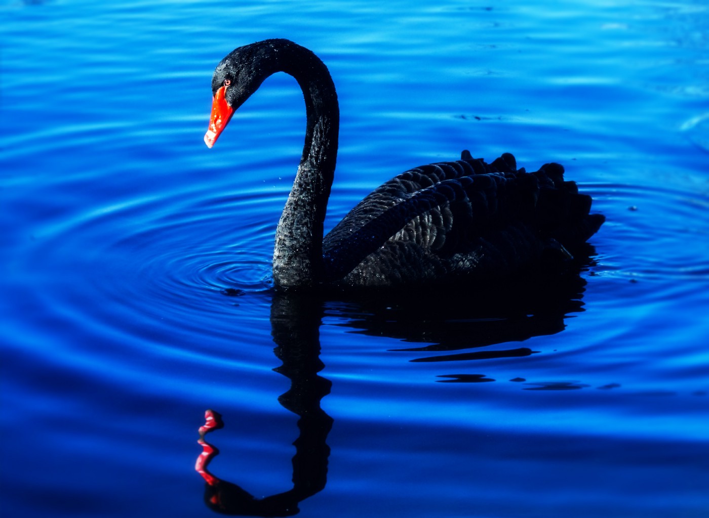 Detail Images Of Black Swans Nomer 30