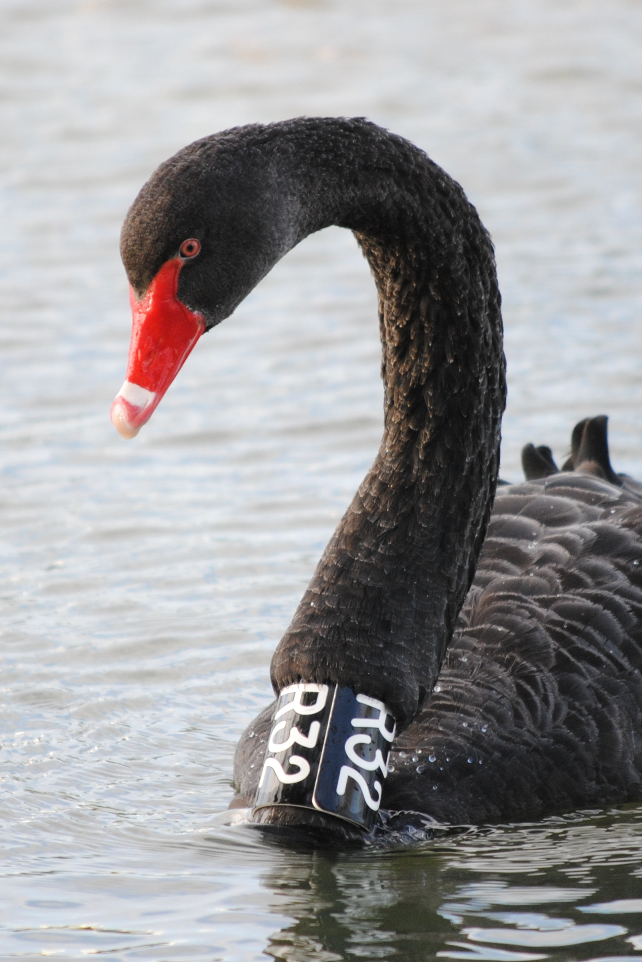 Detail Images Of Black Swans Nomer 32