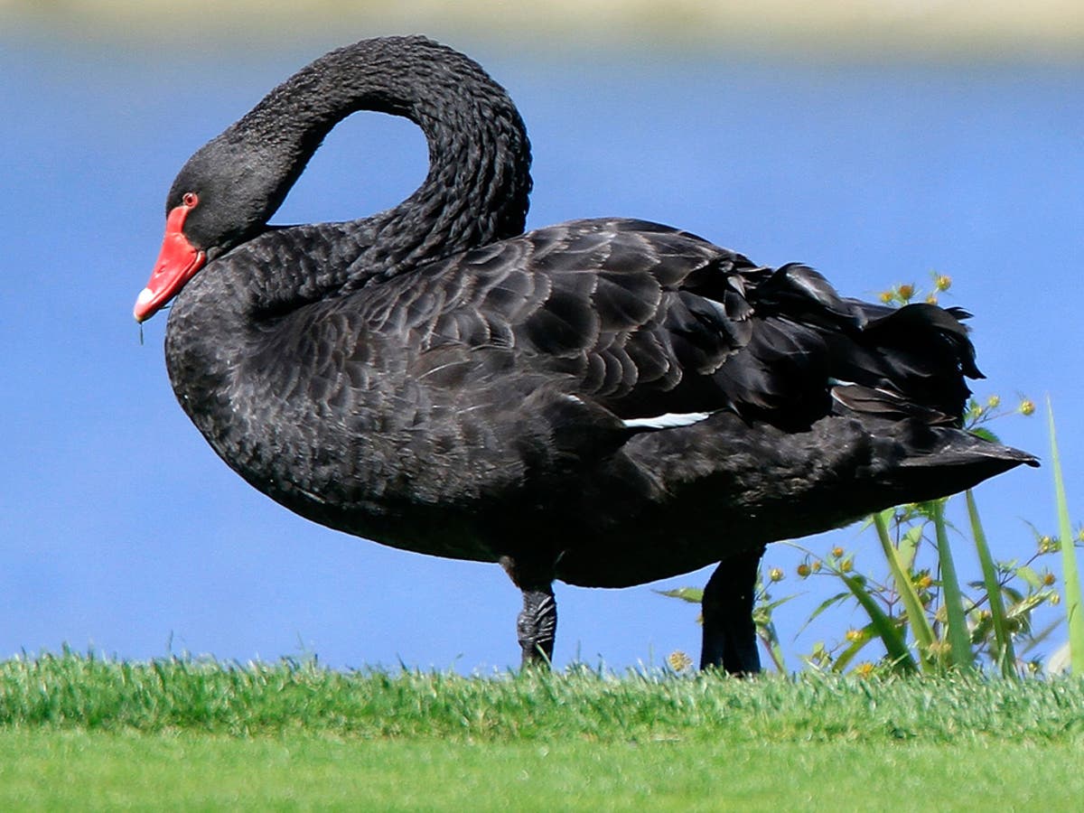 Detail Images Of Black Swans Nomer 33