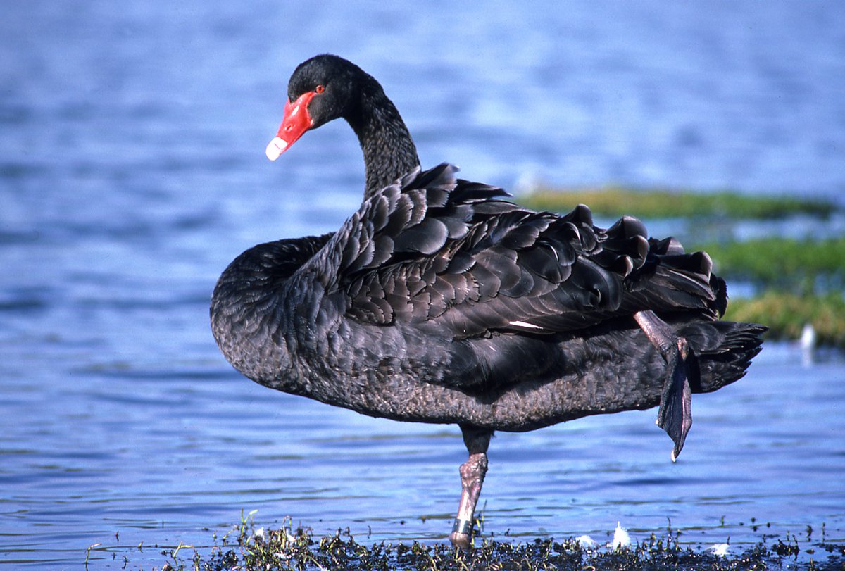 Detail Images Of Black Swans Nomer 37