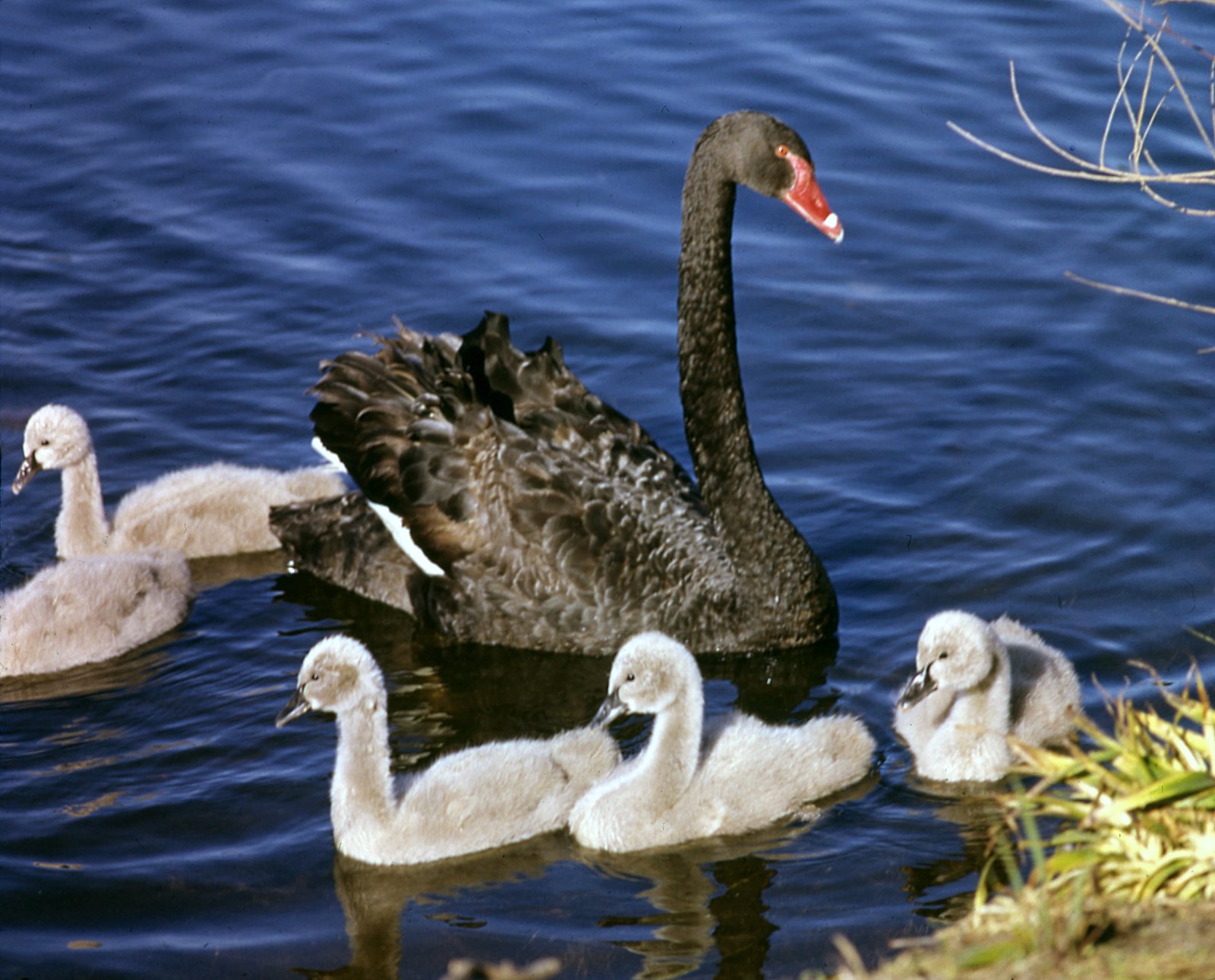 Detail Images Of Black Swans Nomer 39