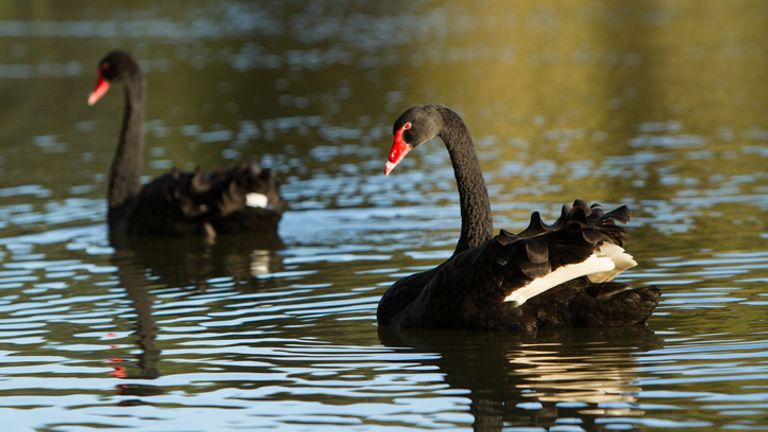 Detail Images Of Black Swans Nomer 54