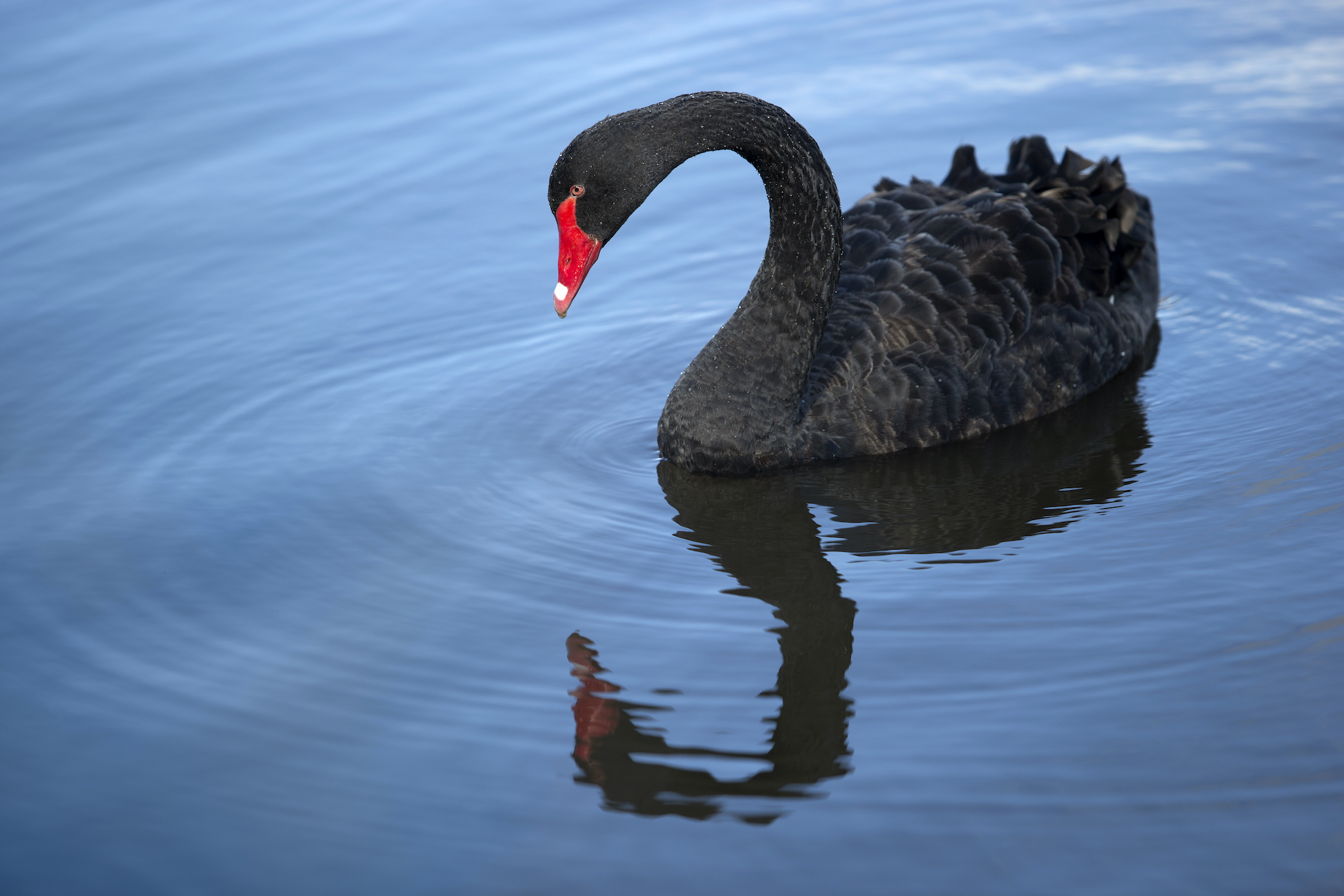 Detail Images Of Black Swans Nomer 10