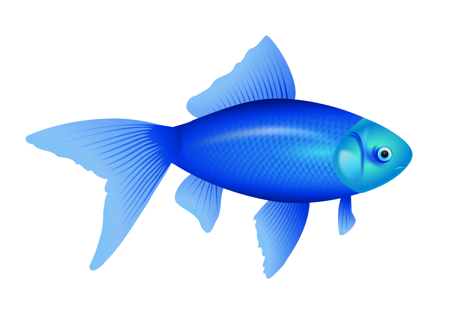 Detail Images Of Blue Fish Nomer 17