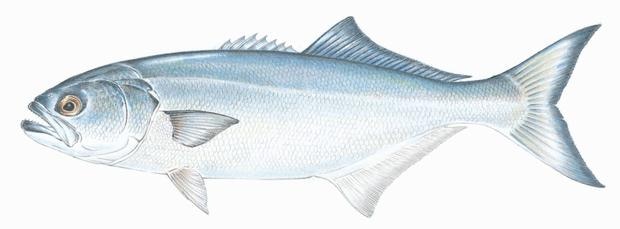 Detail Images Of Blue Fish Nomer 26