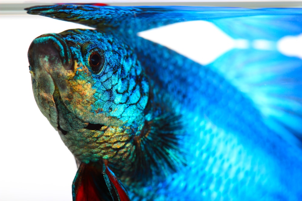 Detail Images Of Blue Fish Nomer 39