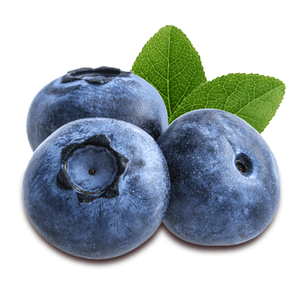 Detail Images Of Blueberries Nomer 34