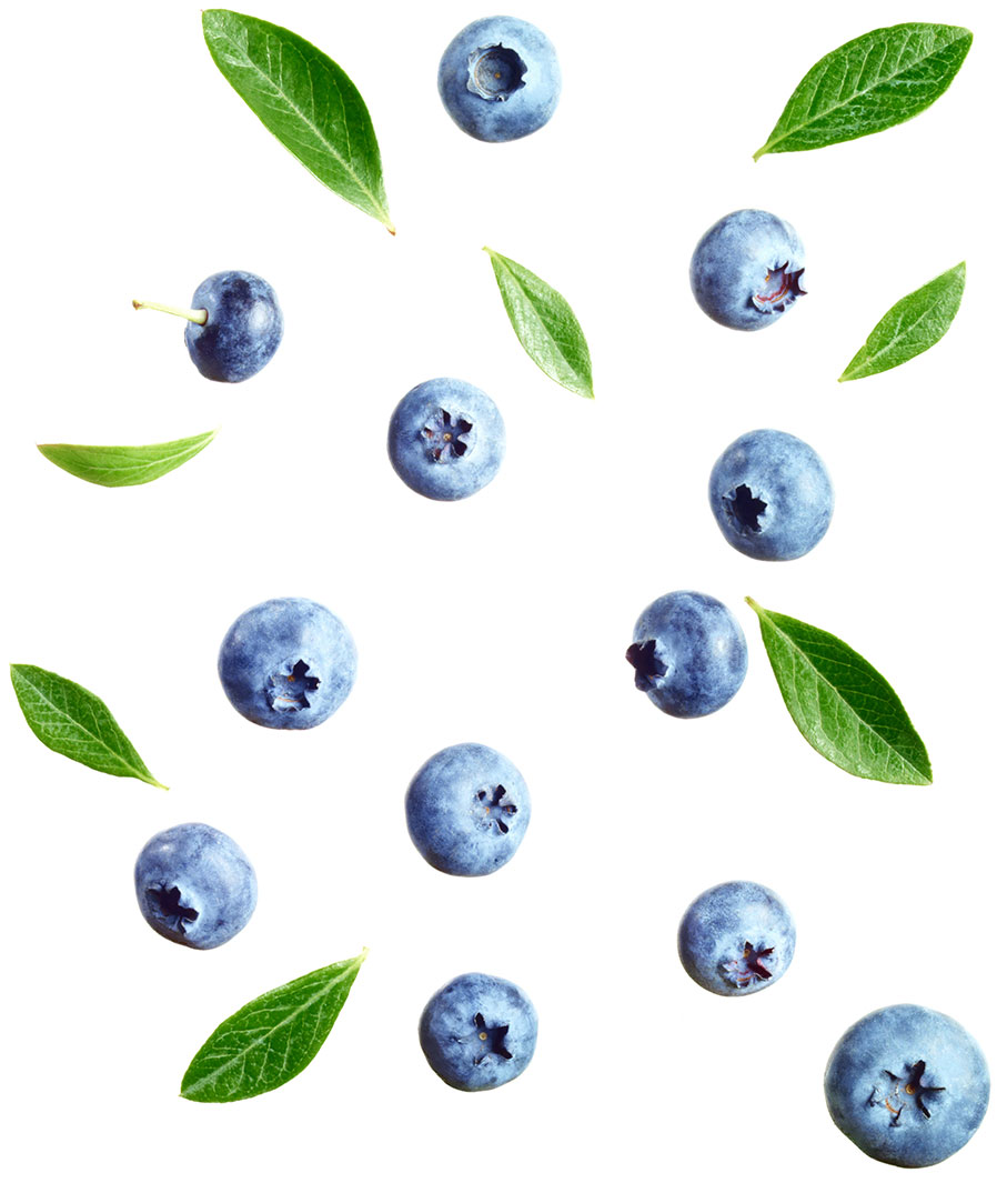 Detail Images Of Blueberries Nomer 43