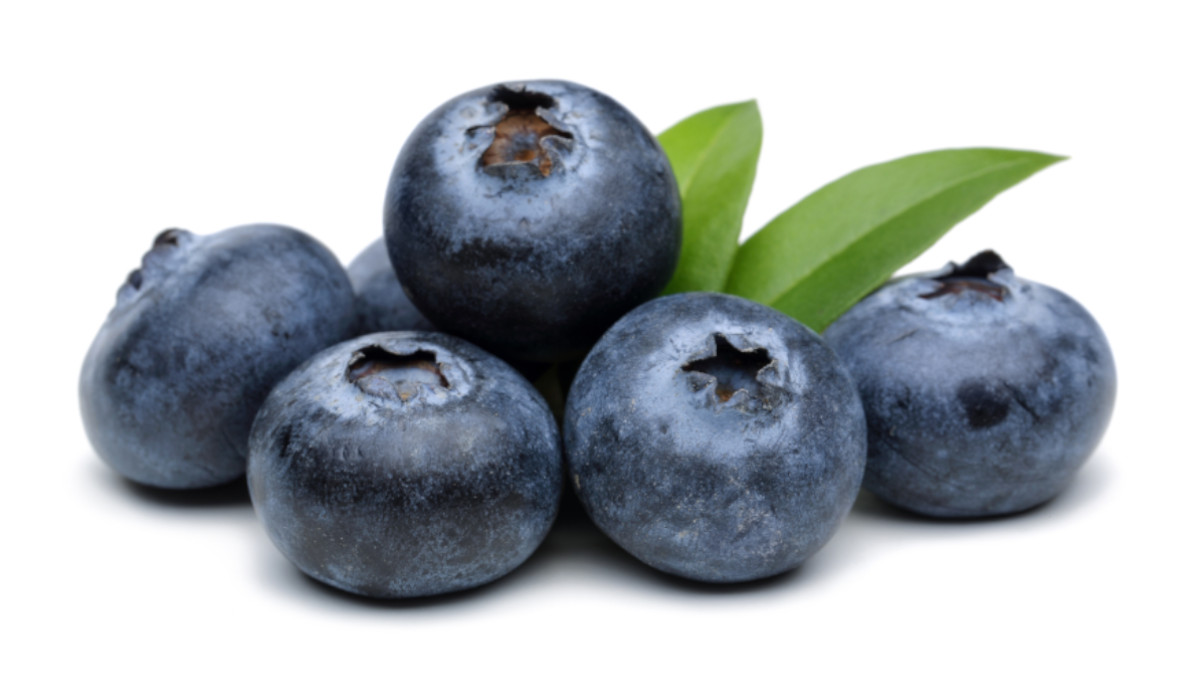 Detail Images Of Blueberries Nomer 6