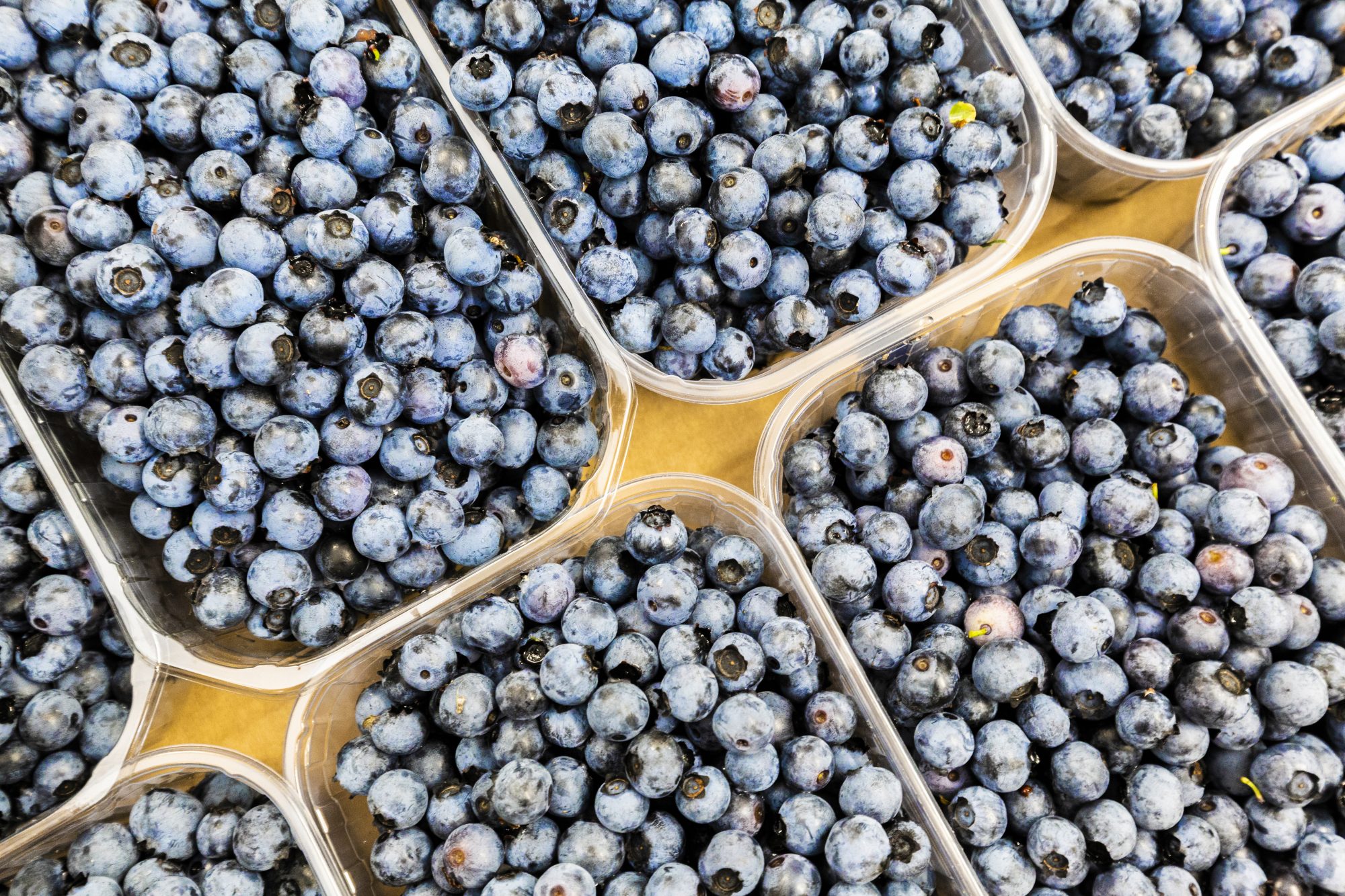 Detail Images Of Blueberries Nomer 55