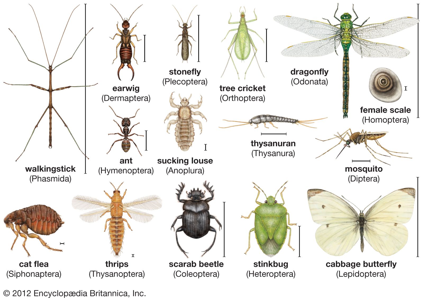 Detail Images Of Bugs And Insects Nomer 17