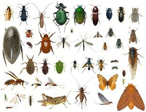 Detail Images Of Bugs And Insects Nomer 19