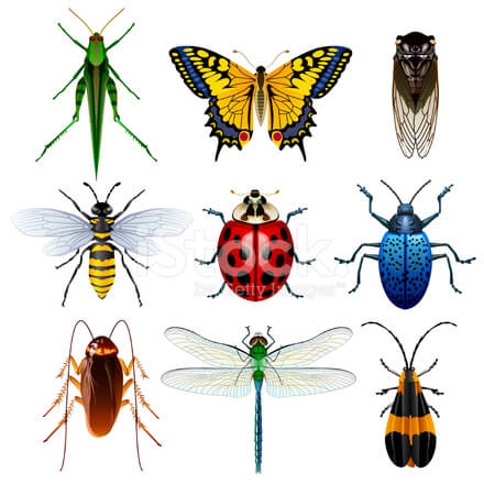 Detail Images Of Bugs And Insects Nomer 2