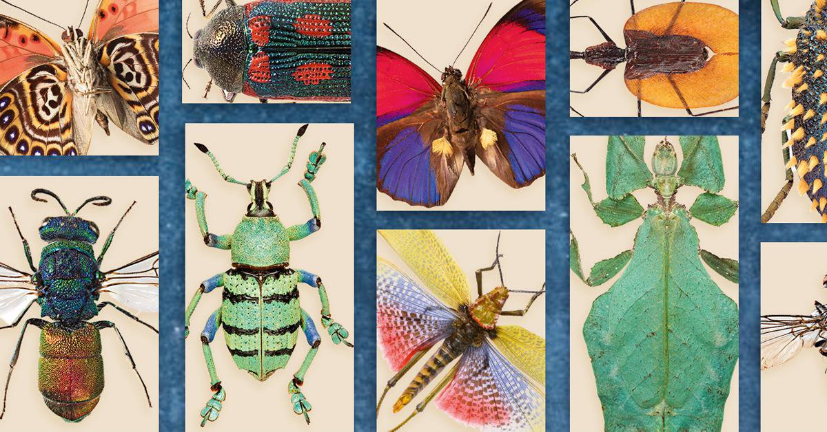 Detail Images Of Bugs And Insects Nomer 22