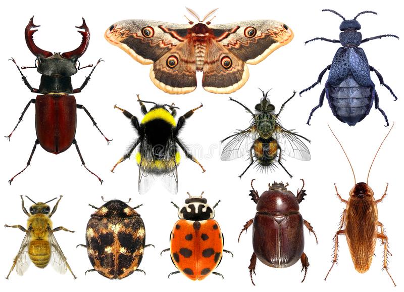 Detail Images Of Bugs And Insects Nomer 24