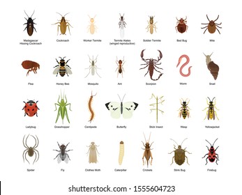 Detail Images Of Bugs And Insects Nomer 29