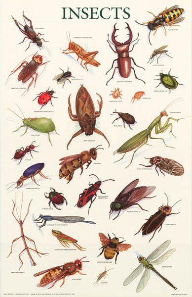 Detail Images Of Bugs And Insects Nomer 32