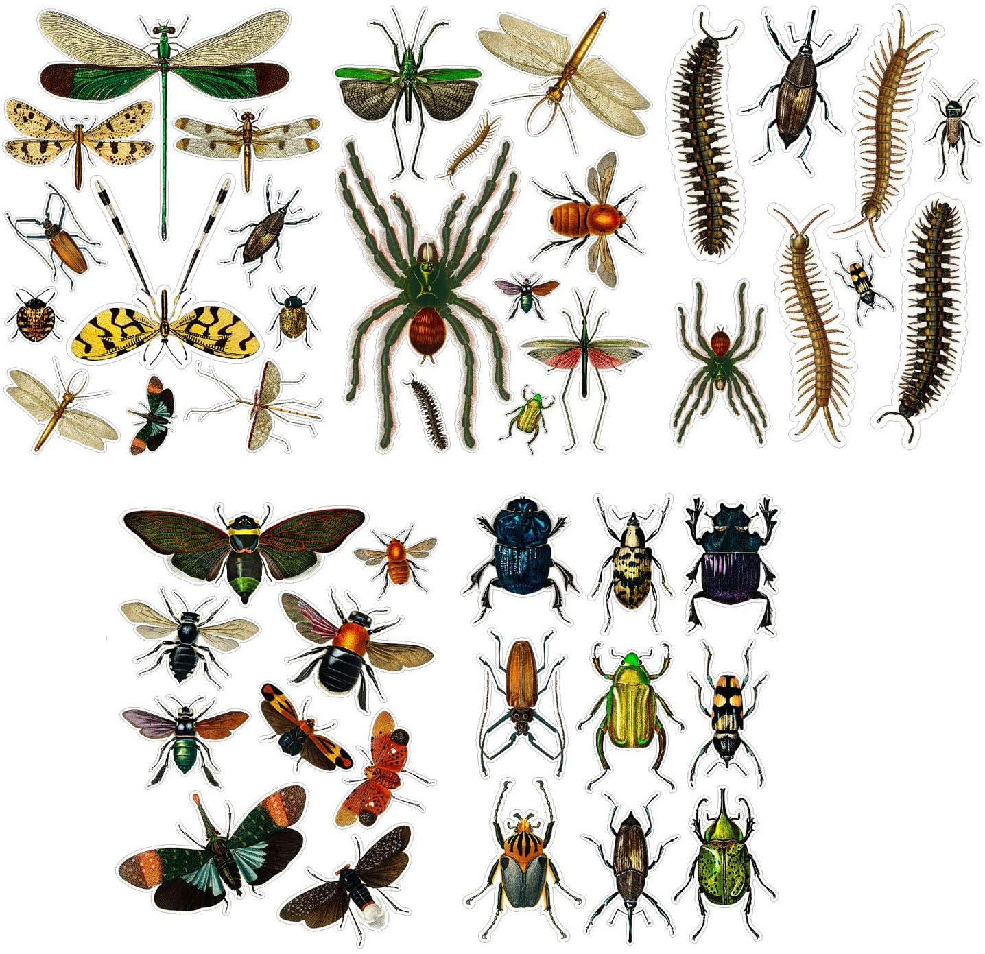 Detail Images Of Bugs And Insects Nomer 55