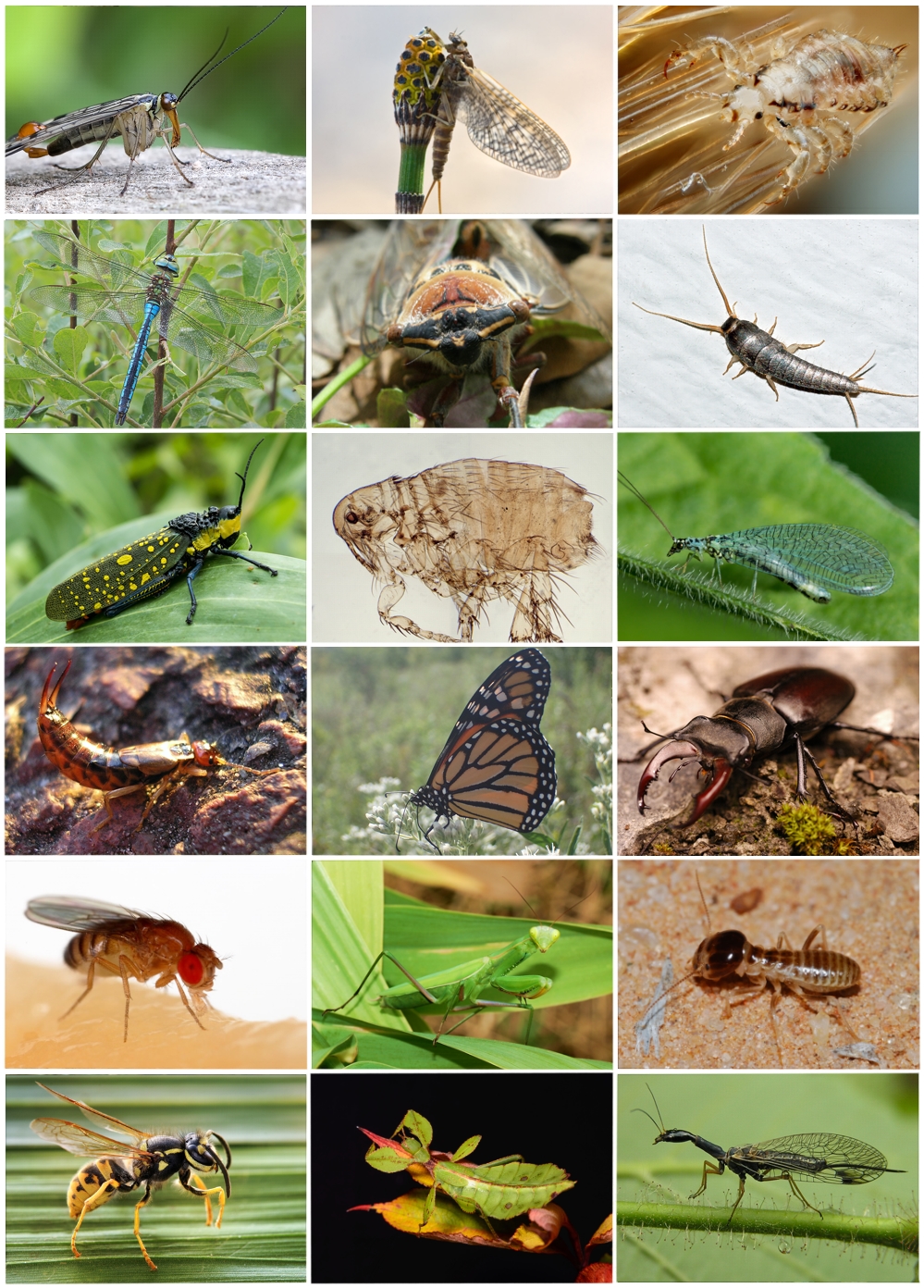 Detail Images Of Bugs And Insects Nomer 6