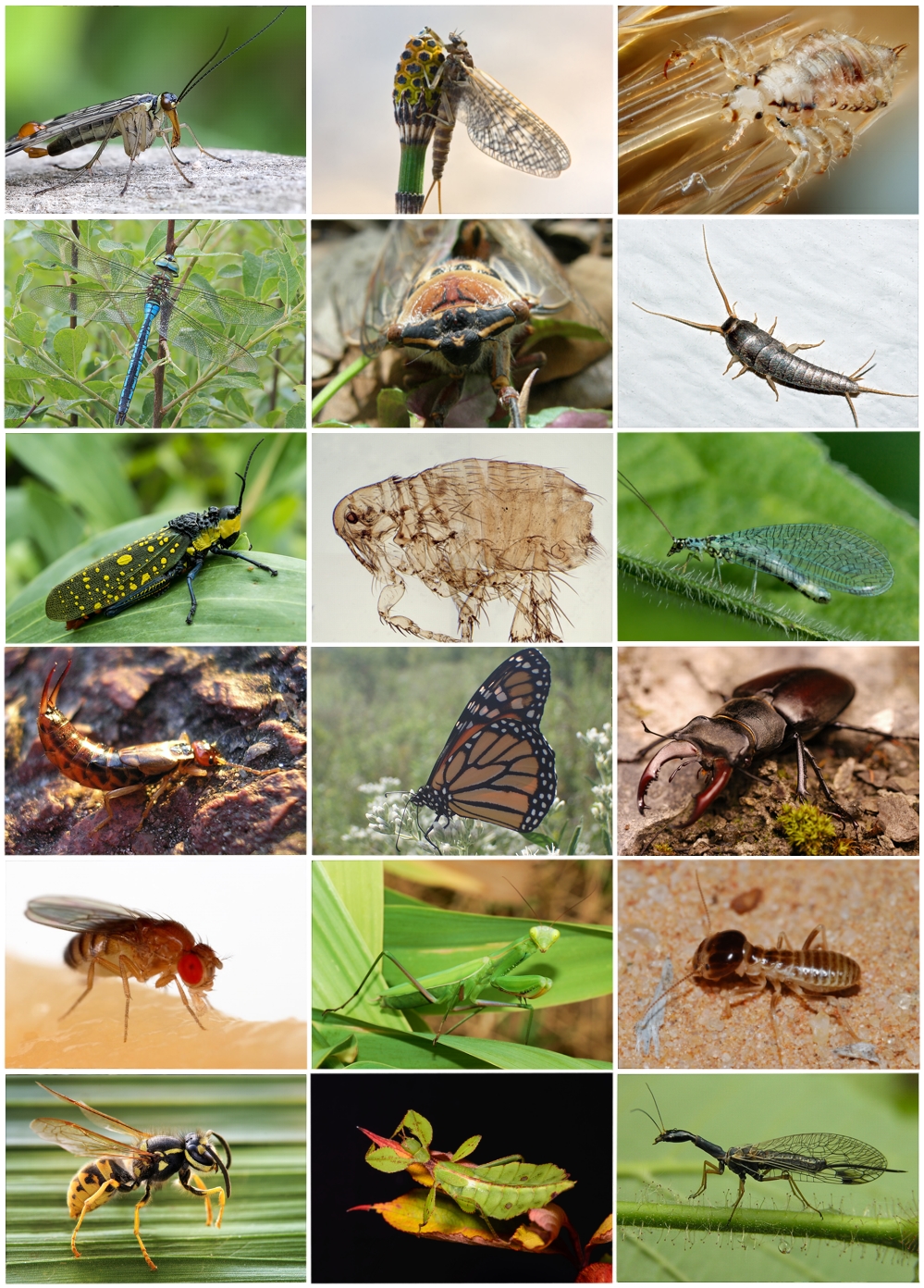 Detail Images Of Bugs And Insects Nomer 6
