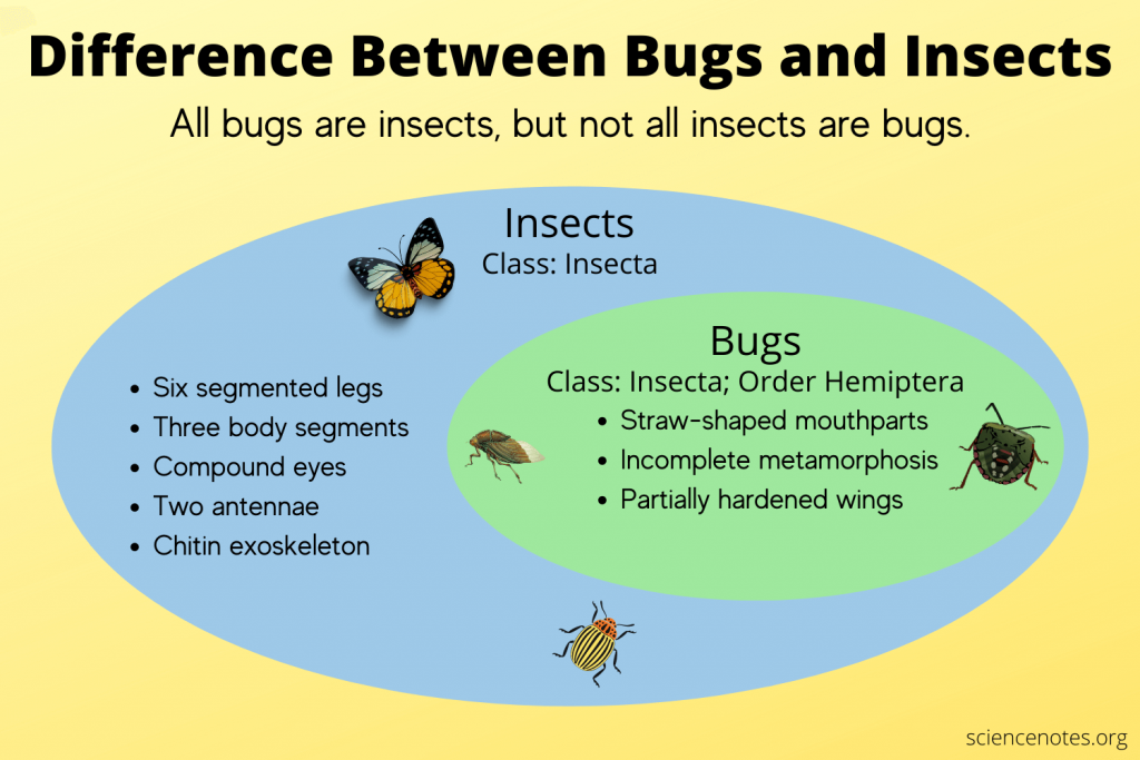 Detail Images Of Bugs And Insects Nomer 7