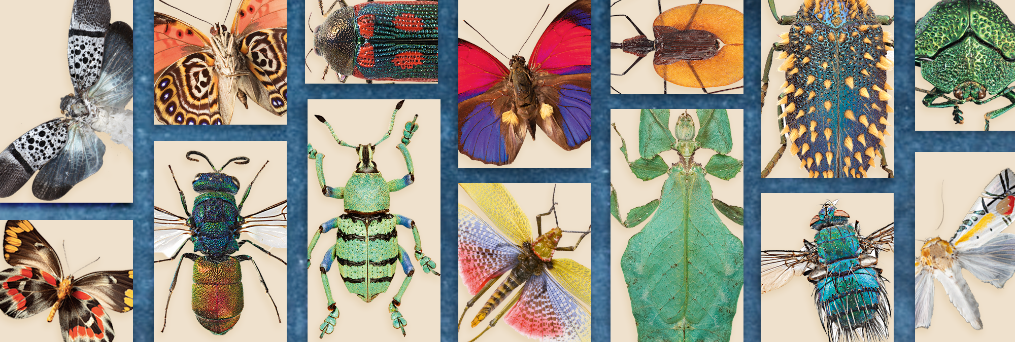 Detail Images Of Bugs And Insects Nomer 9