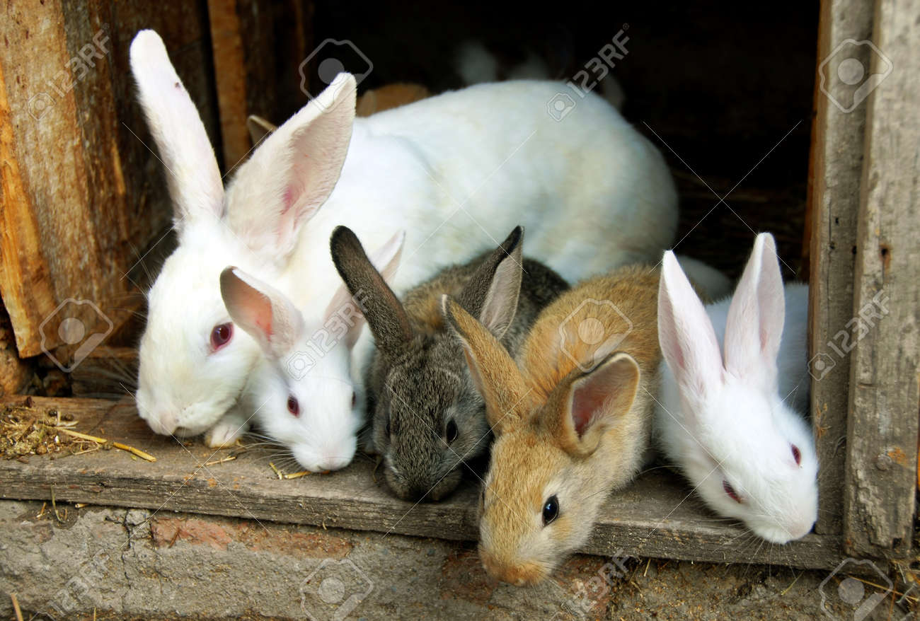Detail Images Of Bunny Rabbits Nomer 11