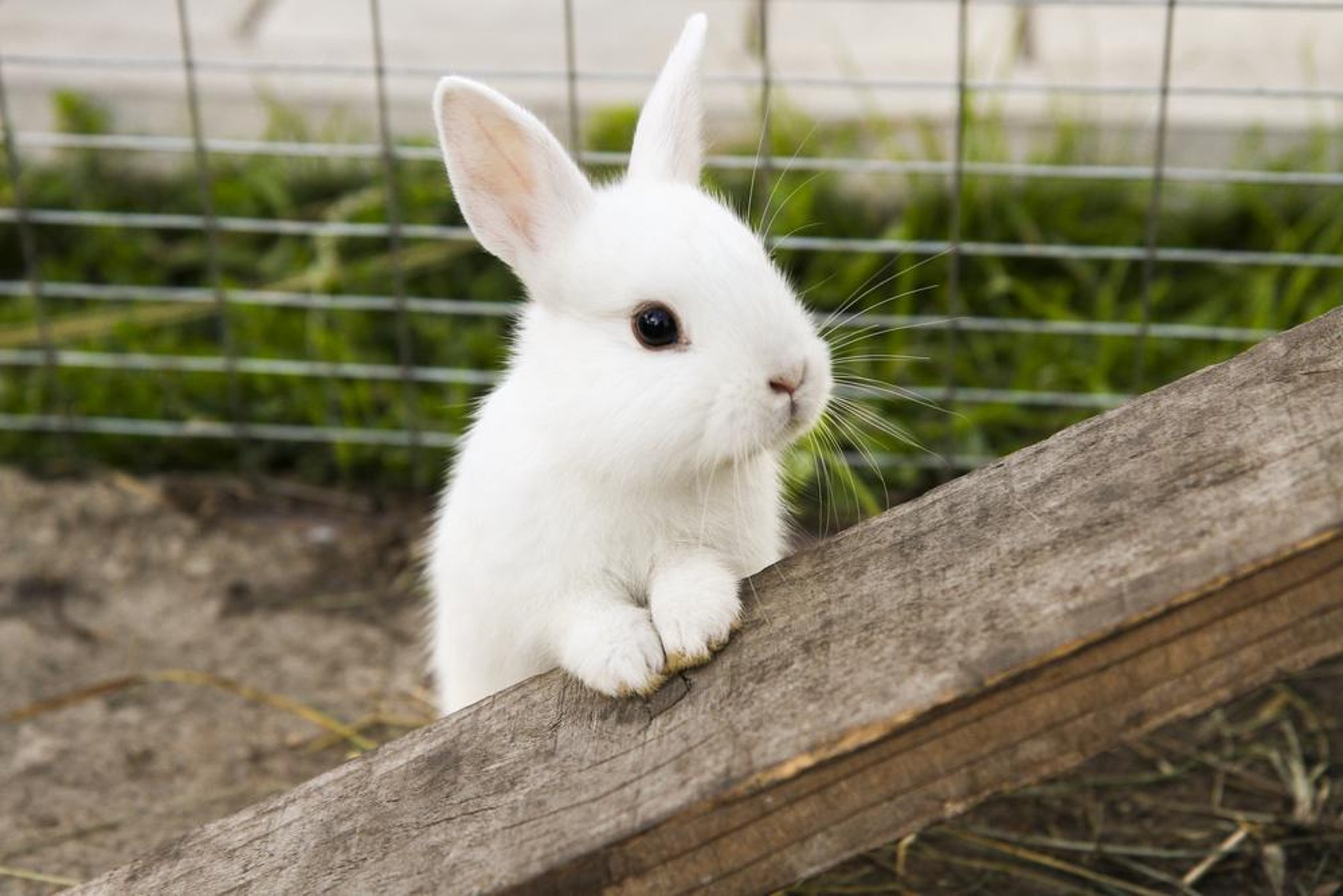 Detail Images Of Bunny Rabbits Nomer 12