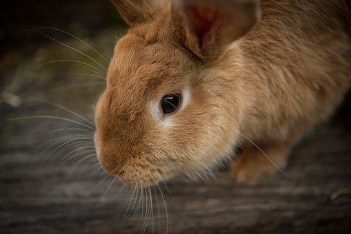 Detail Images Of Bunny Rabbits Nomer 14