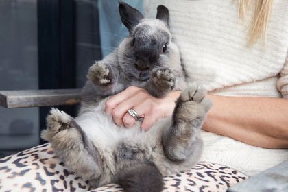 Detail Images Of Bunny Rabbits Nomer 15