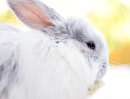 Detail Images Of Bunny Rabbits Nomer 16