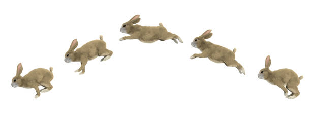 Detail Images Of Bunny Rabbits Nomer 17