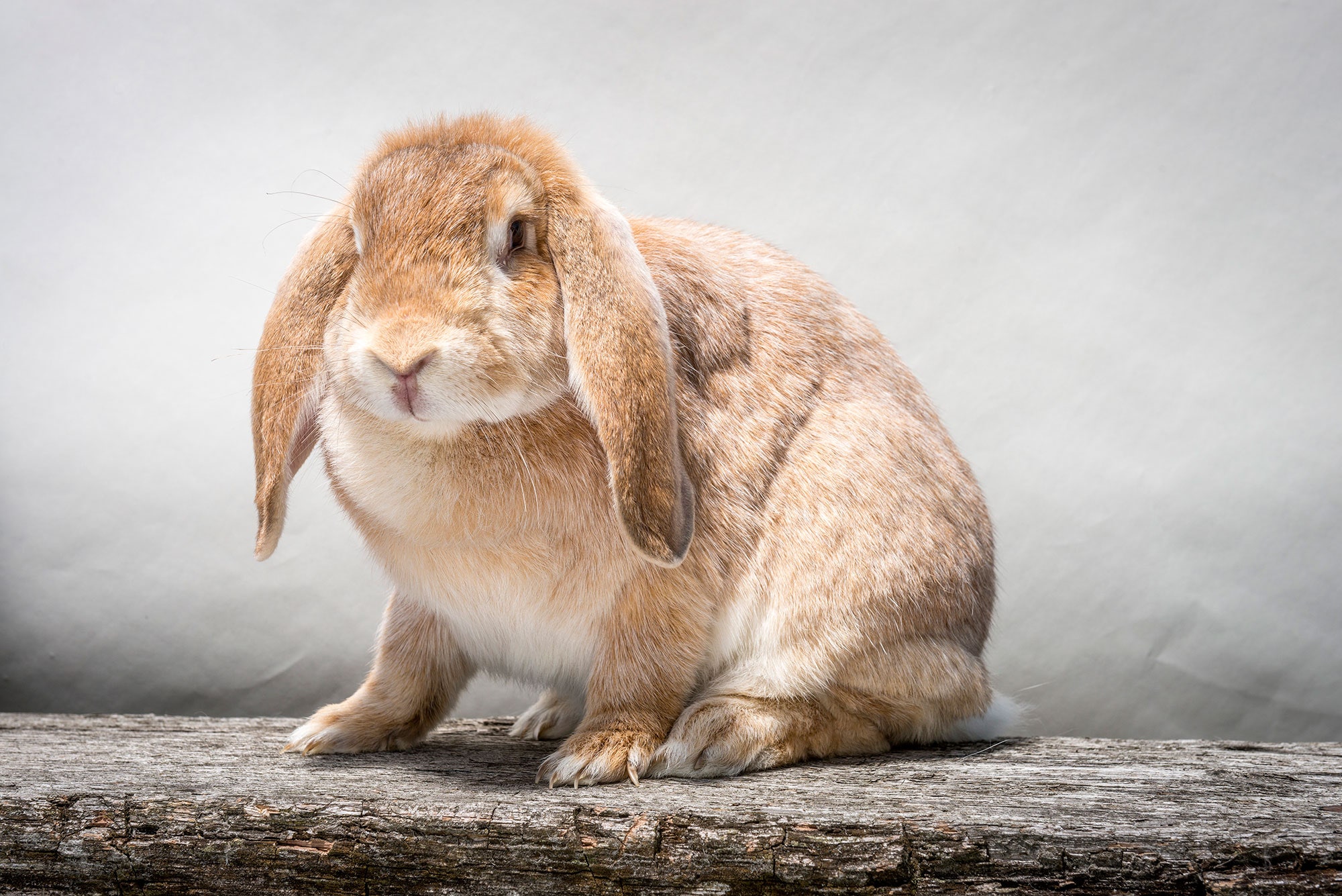 Detail Images Of Bunny Rabbits Nomer 19